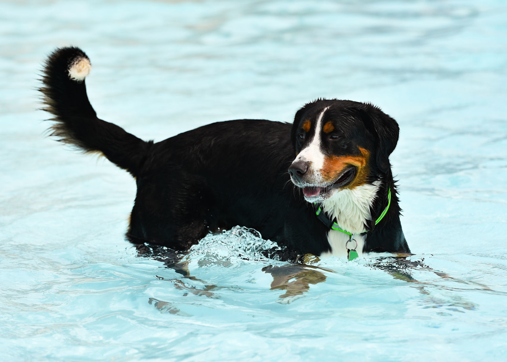 082919-bet-doggysplash-114a.JPG